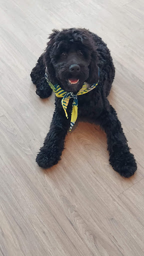 Pet Supply Store «PetSmart», reviews and photos, 1220 N Eagle Rd, Meridian, ID 83642, USA