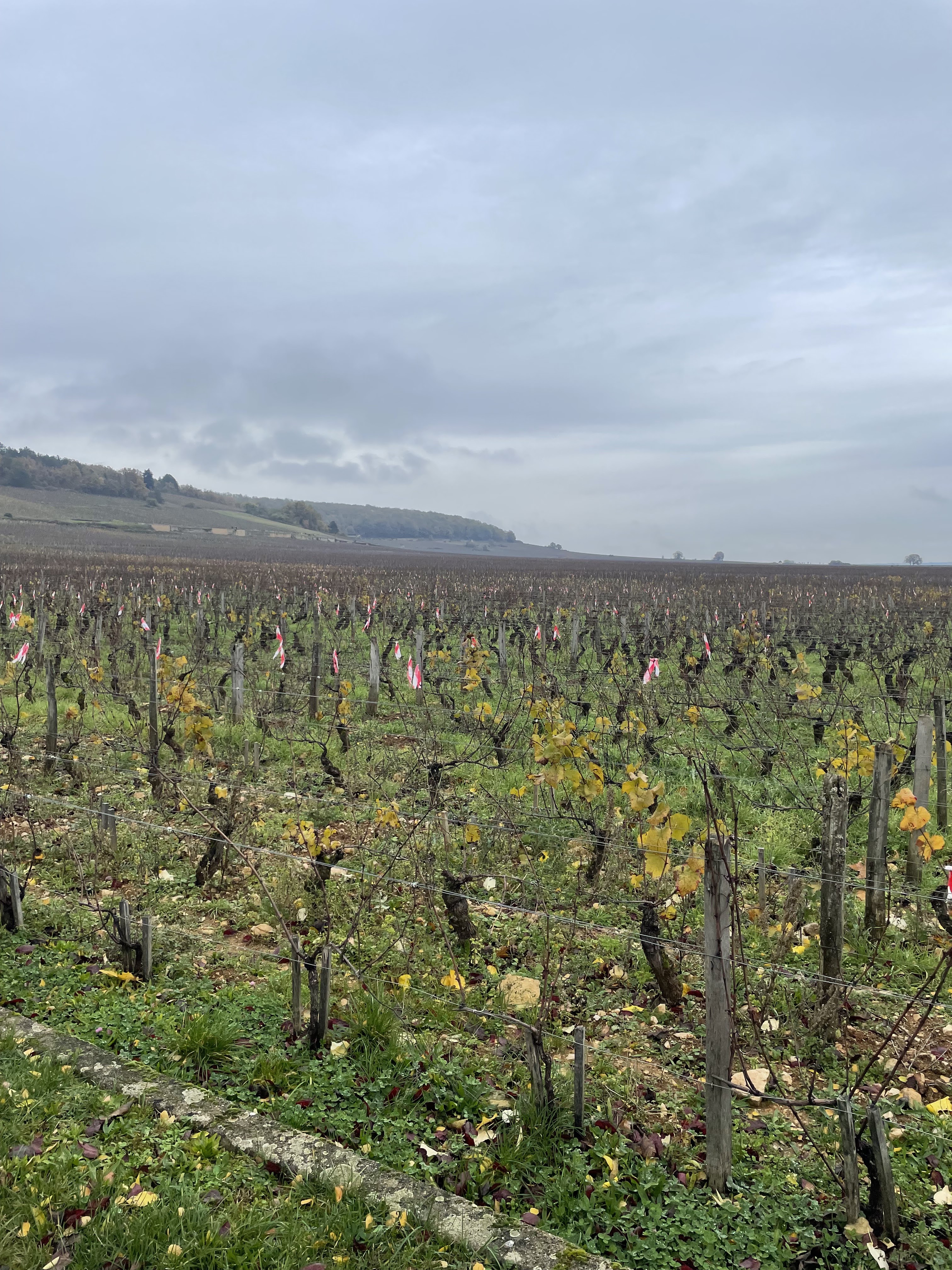 Photo n° 8 de l'avis de MACIEJENSKI.e fait le 19/11/2023 à 17:16