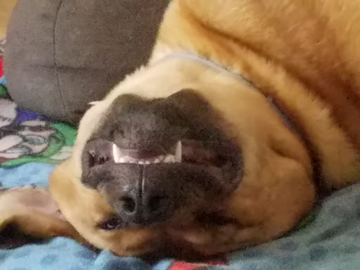 Pet Supply Store «Planet Dog Company Store», reviews and photos, 211 Marginal Way, Portland, ME 04101, USA