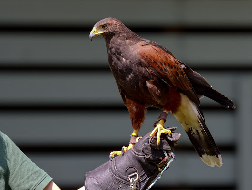 Environmental Organization «VINS Nature Center», reviews and photos, 6565 Woodstock Rd, Quechee, VT 05059, USA