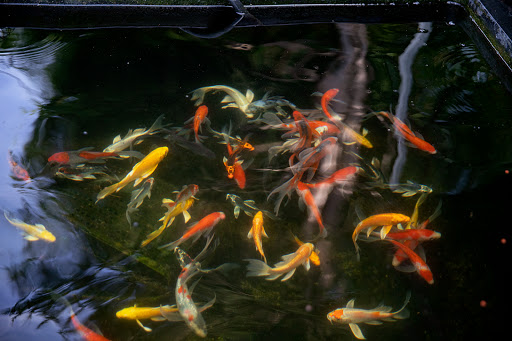 Pond Fish Supplier «The Funky Koi. Pet, Pond, Water Garden, Equine and Farm Supplies», reviews and photos, 41 Porter St, Berkley, MA 02779, USA