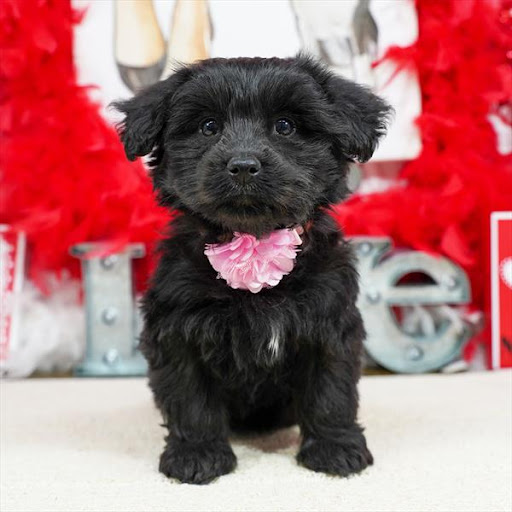 Pet Store «Pet Planet», reviews and photos, 11968 S Redwood Rd, Riverton, UT 84065, USA