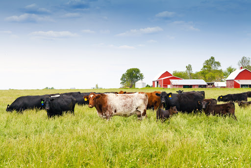 Kettle Range Meat Company, 5501 W State St, Milwaukee, WI 53208, USA, 