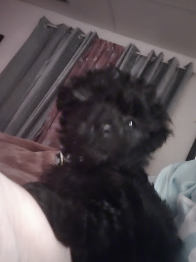 Pet Supply Store «Petco Animal Supplies», reviews and photos, 1201 E Washington Ave, Union Gap, WA 98903, USA