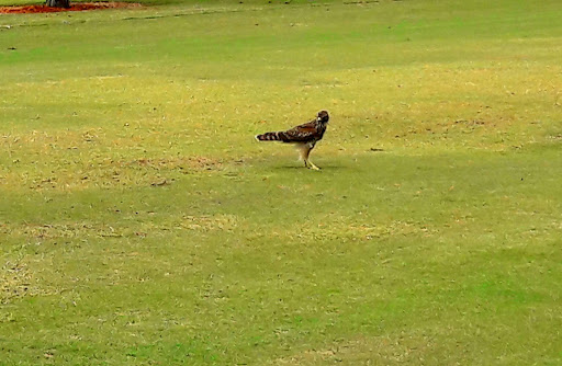 Golf Course «Clewiston Golf Course», reviews and photos, 1201 San Luiz Ave, Clewiston, FL 33440, USA