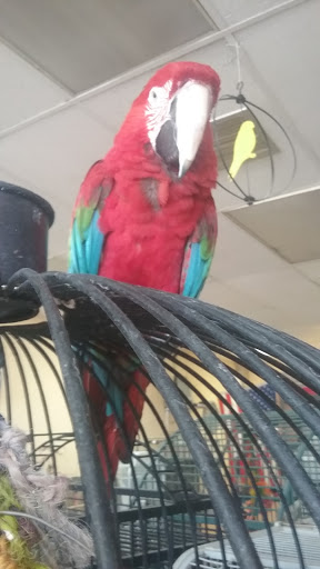 Pet Store «Louis Birds Pets & Supplies», reviews and photos, 80 Keyes St, San Jose, CA 95122, USA