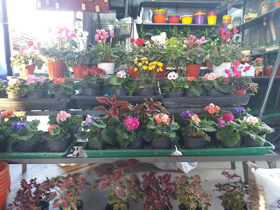 Floreria Juan Carlos las mejores plantas y flores de la zona