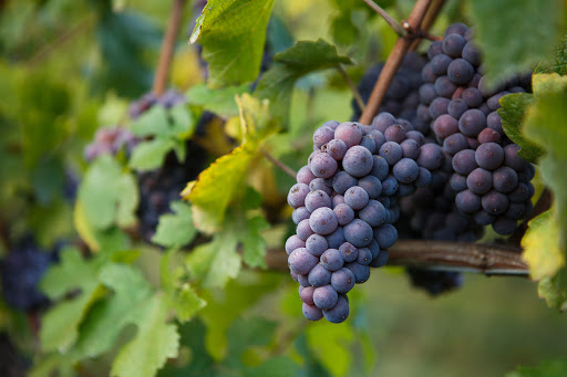 Winery «Maysara Winery», reviews and photos, 15765 Southwest Muddy Valley Road, McMinnville, OR 97128, USA