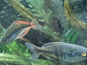 Aqua Lab Aquaria - photo 95