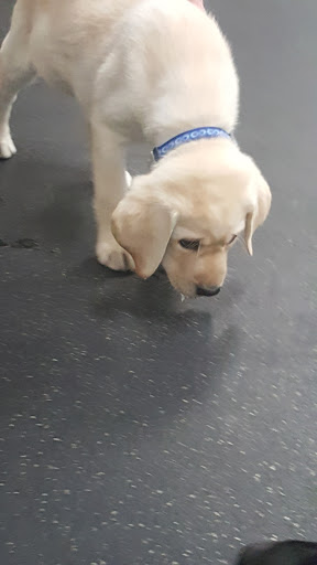 Pet Trainer «Especially For Pets Inc», reviews and photos, 424 Boston Post Rd, Sudbury, MA 01776, USA