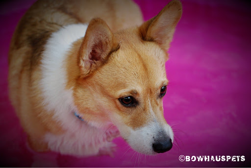 Dog Day Care Center «The Bowhaus Pet Company», reviews and photos, 2472 E Colorado Blvd, Pasadena, CA 91107, USA