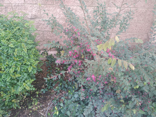 Florist «Secret Garden Florist», reviews and photos, 6076 Lincoln Ave, Cypress, CA 90630, USA