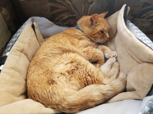 Andy's Animal Hospital image