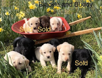 Lovely And Friendly Labrador Retriever Puppies For Re-Homing