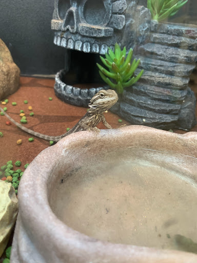 Pet Supply Store «PetSmart», reviews and photos, 20530 E 13 Mile Rd, Roseville, MI 48066, USA