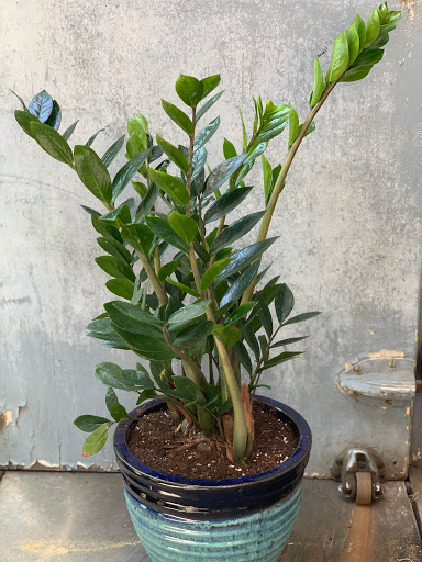 Florist «Petals & Vines», reviews and photos, 410 Main St E, Monmouth, OR 97361, USA