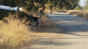 Wildwood Native Park - photo 86