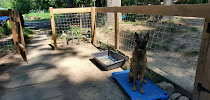 Smarty Paws Canine College LLC - Photo 4 - Car repair in , Fredericksburg