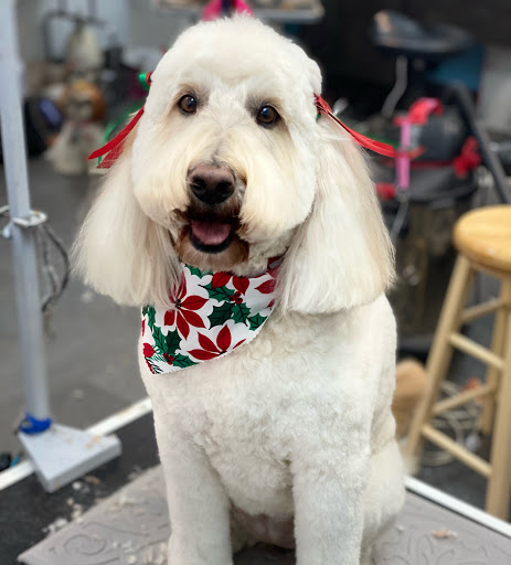 Pet Store «Canine Carousel», reviews and photos, 43135 Broadlands Center Plaza #129, Ashburn, VA 20148, USA