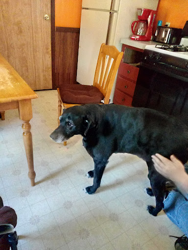 Farmington Veterinary Clinic image