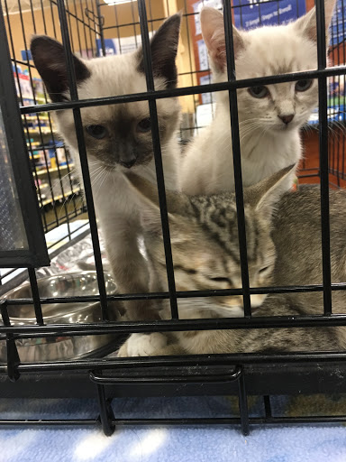 Pet Supply Store «PetSmart», reviews and photos, 2940 Chapel Hill Rd, Douglasville, GA 30135, USA