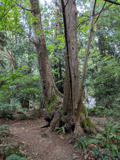 Park «Zumdieck Park», reviews and photos, 1500 108th Ave NE, Bellevue, WA 98004, USA