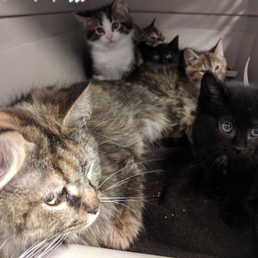 Animal Shelter «One of A Kind Pet Rescue», reviews and photos, 1929 W Market St, Akron, OH 44313, USA