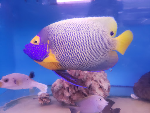 Aquarium Shop «Aquarium Arts», reviews and photos, 1810 W Baseline Rd #1, Mesa, AZ 85202, USA