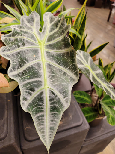 Grocery Store «Safeway», reviews and photos, 1632 Hover St, Longmont, CO 80501, USA