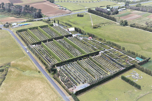 Black Bridge Big Tree Nurseries