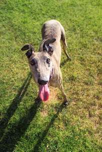 Pawsitively Purfect Pet Sitting LLC - Photo 9 - Car repair in Chandler, AZ, Chandler