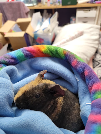 Pet Supply Store «PetSmart», reviews and photos, 351 N Frontage Rd, New London, CT 06320, USA