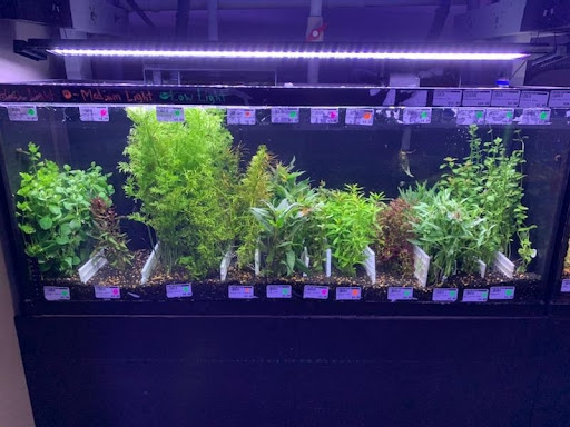 Tropical Fish Store «Optimum Aquarium», reviews and photos, 840 Ernest W Barrett Pkwy NW #700, Kennesaw, GA 30144, USA