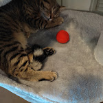 Photo n°1 de l'avis de Lupo. fait le 27/11/2022 à 18:59 sur le  Dr. Cat - Pet Lounge Bistrot à Brescia