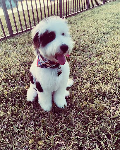 Pet Groomer «ITIG Happy Dog Wash», reviews and photos, 6465 S Chickasaw Trail, Orlando, FL 32829, USA