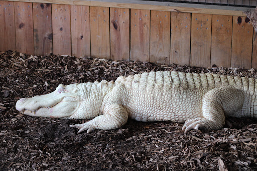 Zoo «Alligator Adventure», reviews and photos, 4604 Hwy 17 S, North Myrtle Beach, SC 29582, USA