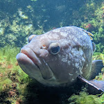 Photo n° 7 de l'avis de Andry's.a fait le 04/04/2023 à 09:59 pour Océarium du Croisic à Le Croisic