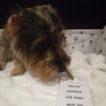 Photo n°6 de l'avis de Hildegard.o fait le 18/10/2022 à 16:16 sur le  RINGHOTEL JENSEN à Lübeck