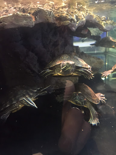 Pet Supply Store «Petco Animal Supplies», reviews and photos, 4840 N Pulaski Rd #100, Chicago, IL 60630, USA