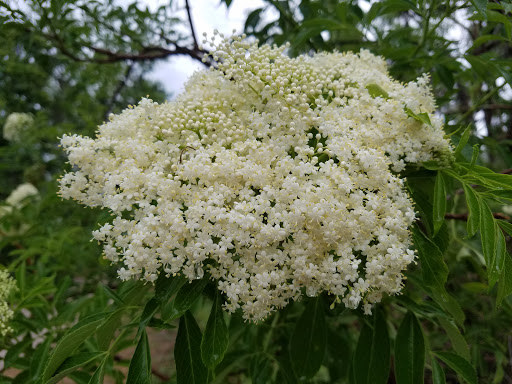 Park «Hammock Park», reviews and photos, 1945 San Mateo Dr, Dunedin, FL 34698, USA