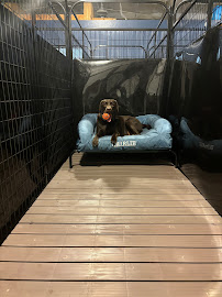 Paw Petting - Charlie's Cabana Dog Daycare - Photo 3 - Car repair in Wildwood, FL, Leesburg