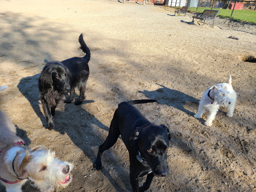 Park «Nunziato Field Dog Park», reviews and photos, Putnam St, Somerville, MA 02143, USA