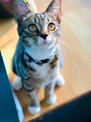 Pet Supply Store «Unleashed», reviews and photos, 1319 Military Cutoff Rd, Wilmington, NC 28405, USA