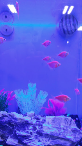 Pet Supply Store «PetSmart», reviews and photos, 144 Retail Commons Pkwy, Martinsburg, WV 25403, USA