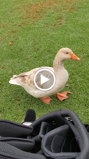 Golf Course «Sinaloa Golf Course», reviews and photos, 980 Madera Rd, Simi Valley, CA 93065, USA