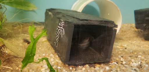 Aquarium «Skoolz of Fish», reviews and photos, 1503 Chamberlayne Ave, Richmond, VA 23222, USA