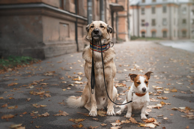 Beoordelingen van dogs&dinges in Moeskroen - Hondentrainer