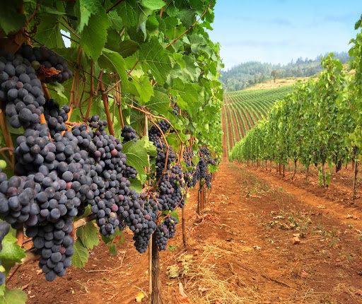 Winery «Eola Hills Wine Cellars», reviews and photos, 501 S Pacific Hwy W, Rickreall, OR 97371, USA