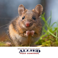 Allied Pest Control, Inc. - Photo 3 - Car repair in , Riverside