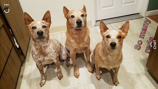 Pet Supply Store «PetSmart», reviews and photos, 2705 E Bidwell St, Folsom, CA 95630, USA